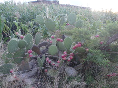 Opuntia hyptiacantha