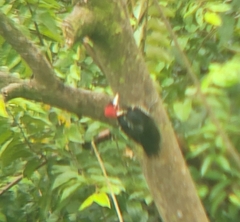 Campephilus guatemalensis