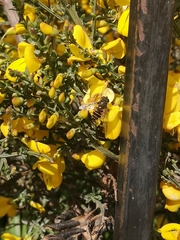 Eristalis croceimaculata