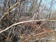 Physocarpus opulifolia