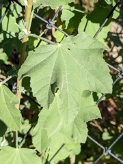 Malva subovata bicolor