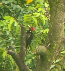 Campephilus guatemalensis