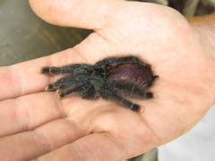 Avicularia avicularia