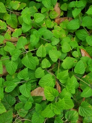Lantana montevidensis
