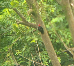 Campephilus guatemalensis