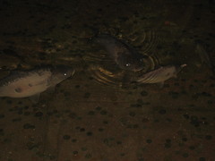 Cyprinus carpio