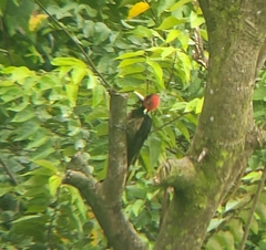 Campephilus guatemalensis