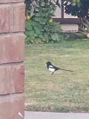 Pica nuttalli