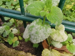 Neoerysiphe galeopsidis