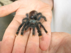 Avicularia avicularia