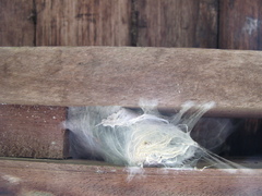 Avicularia avicularia