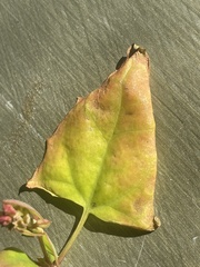 Fallopia scandens