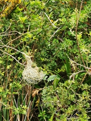 Ploceus capensis