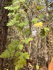 Crataegus marshallii