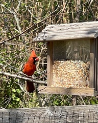 Cardinalis cardinalis