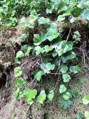 Hedera azorica