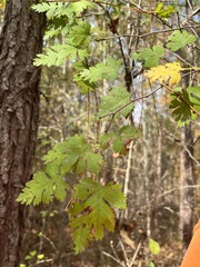 Crataegus marshallii