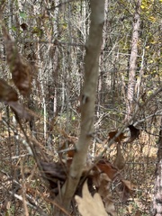 Crataegus marshallii