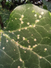 Aspidiotus hedericola