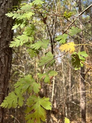 Crataegus marshallii