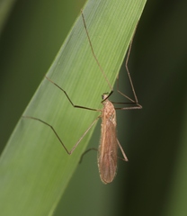 Erioptera