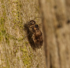 Peripsocus milleri