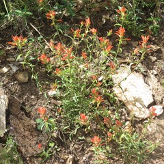 Castilleja nelsonii