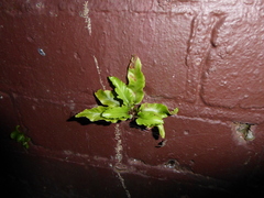 Asplenium scolopendrium scolopendrium