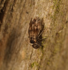 Peripsocus milleri