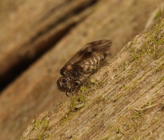 Peripsocus milleri