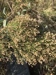 Baccharis sergiloides