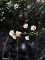 Baccharis sergiloides