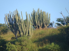 Isolatocereus dumortieri