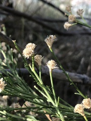 Baccharis sergiloides