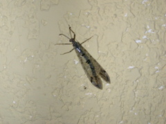 Dendroleon speciosus