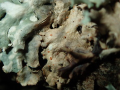 Trichonectria anisospora