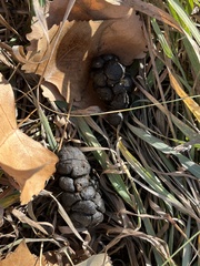 Odocoileus virginianus