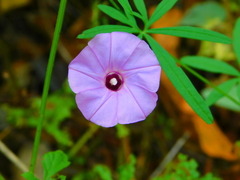Ipomoea ternifolia ternifolia