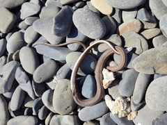 Psammophis notostictus