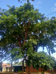 Zanthoxylum caribaeum