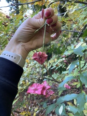 Euonymus latifolius