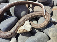 Psammophis notostictus