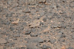 Pterocles coronatus