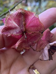 Euonymus latifolius