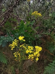 Senecio rigidus