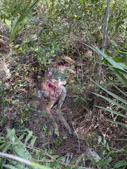 Odocoileus virginianus seminolus