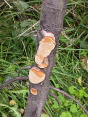 Phellinus pomaceus