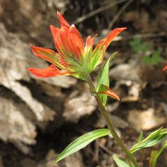 Castilleja nelsonii