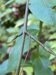 Euonymus latifolius