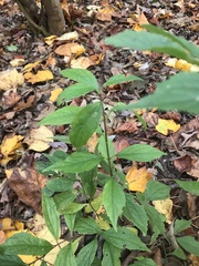 Philadelphus hirsutus